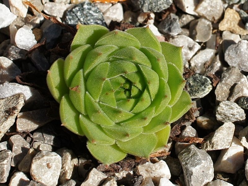sp. from Ovit Dağı Geçidi