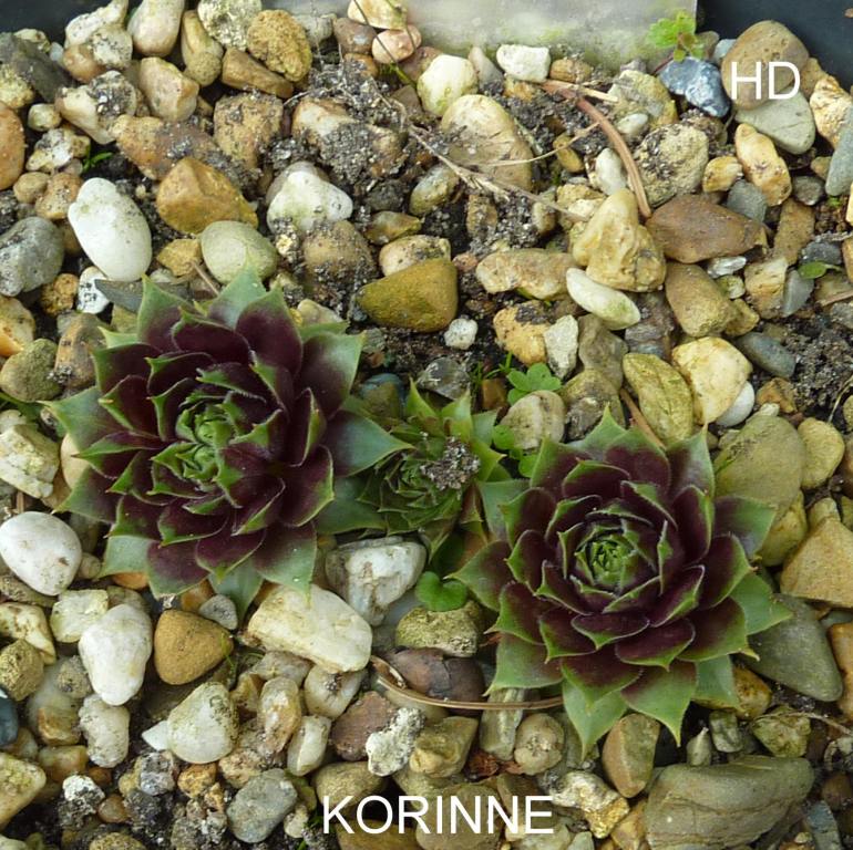 Korinne
