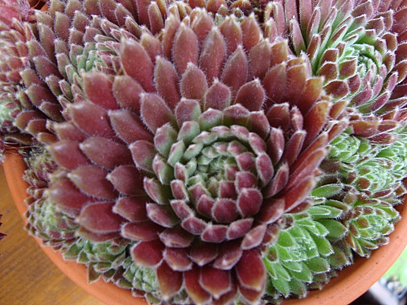 Kobayashi Red