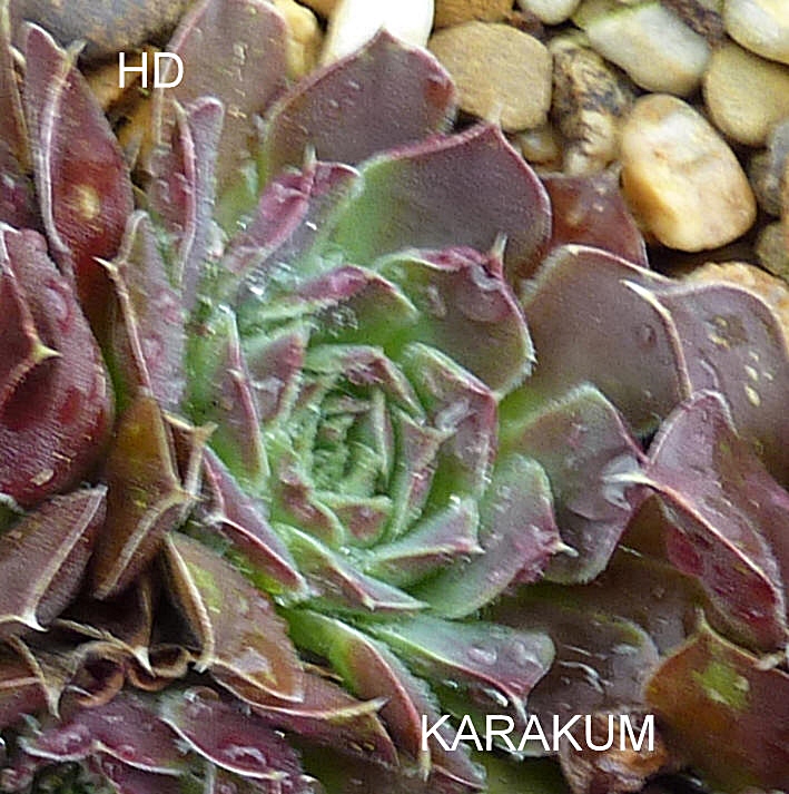 Karakum / Jovi
