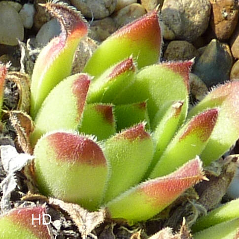 heuffelii from Karlovo