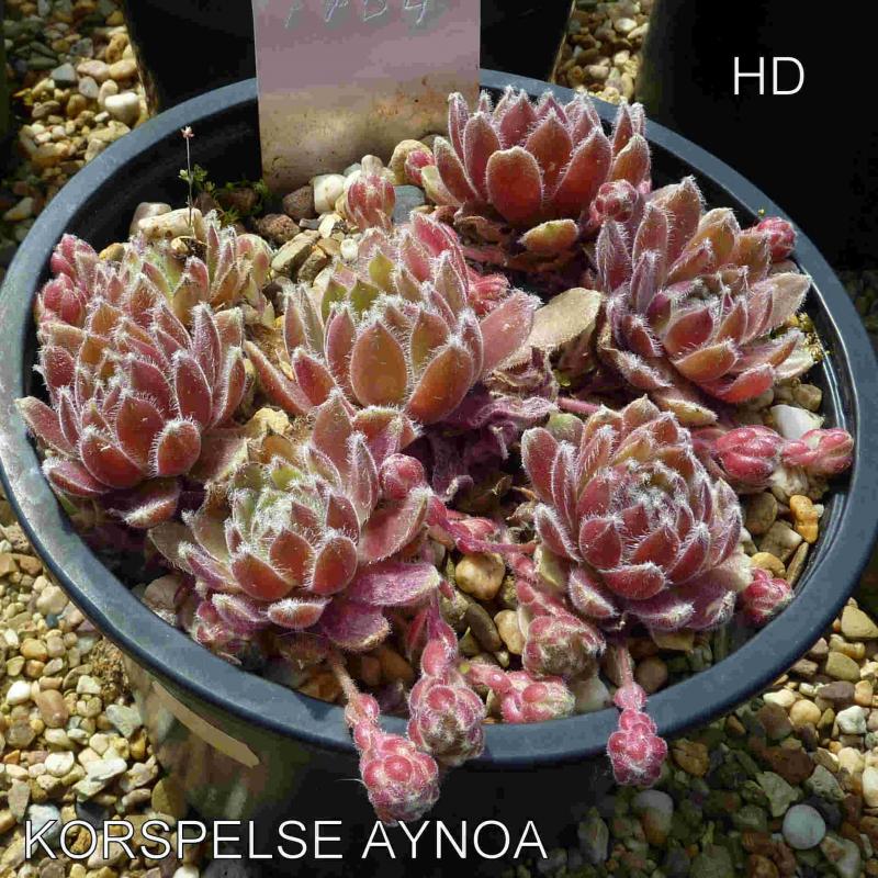 Korspelse Aynoa