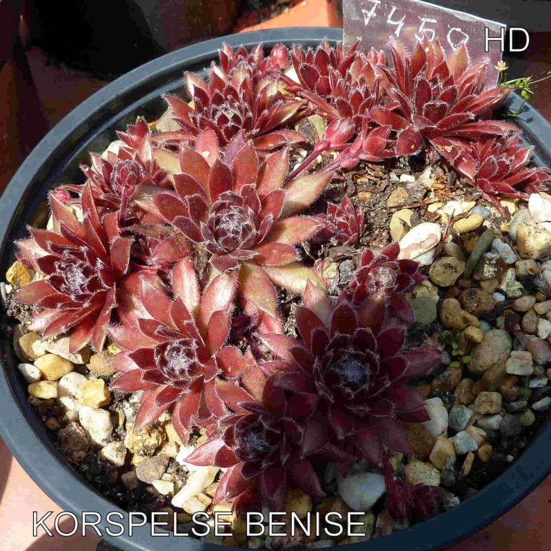 Korspelse Benise