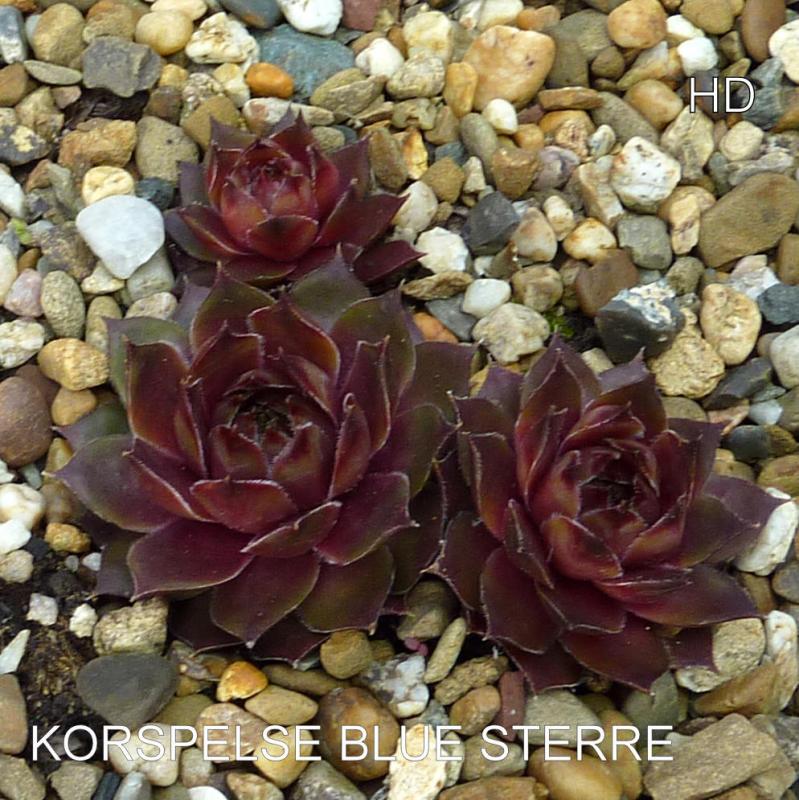Korspelse Blue Sterre