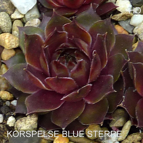 Korspelse Blue Sterre