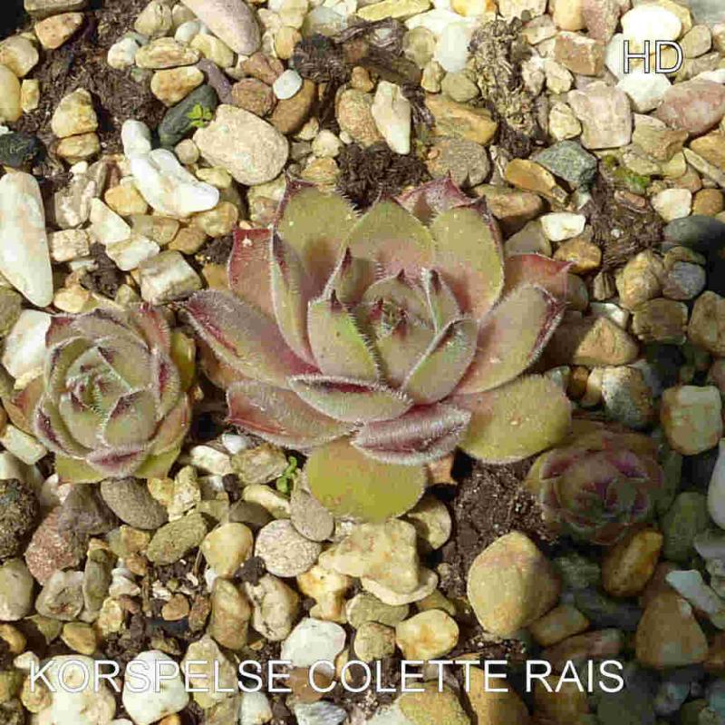 Korspelse Colette Rais