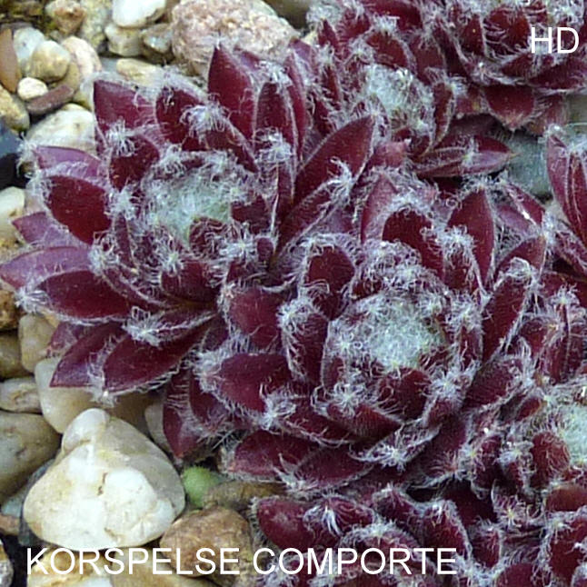 Korspelse Comporte