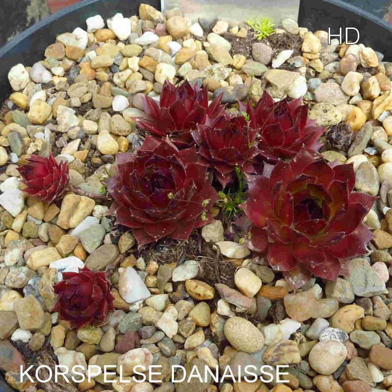 Korspelse Danaisse