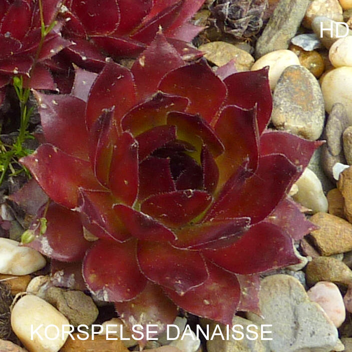 Korspelse Danaisse