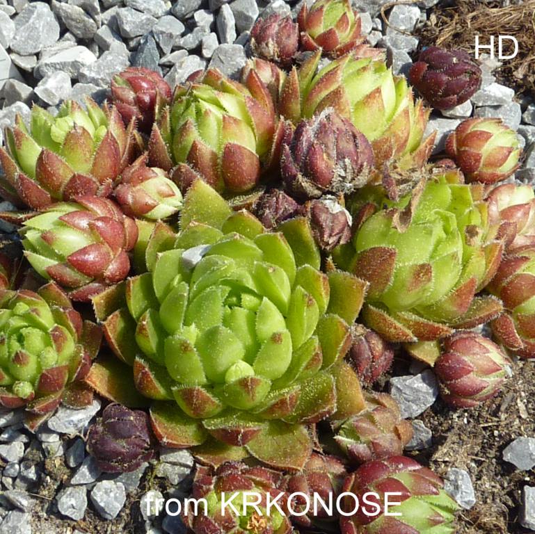 globiferum ssp. globiferum from Krkonose