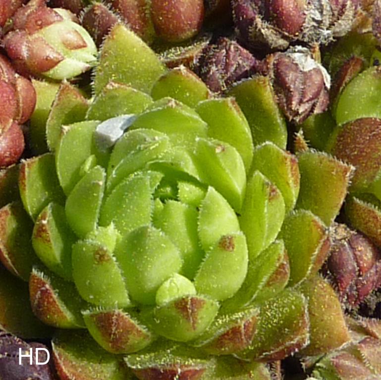 globiferum ssp. globiferum from Krkonose