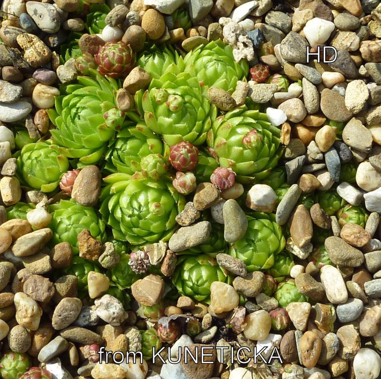 globiferum ssp. globiferum from Kuneticka