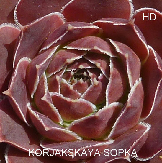 Korjakskaja Sopka / Jovi