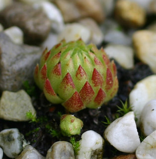 globiferum ssp. allionii from la Madone de Fenestre