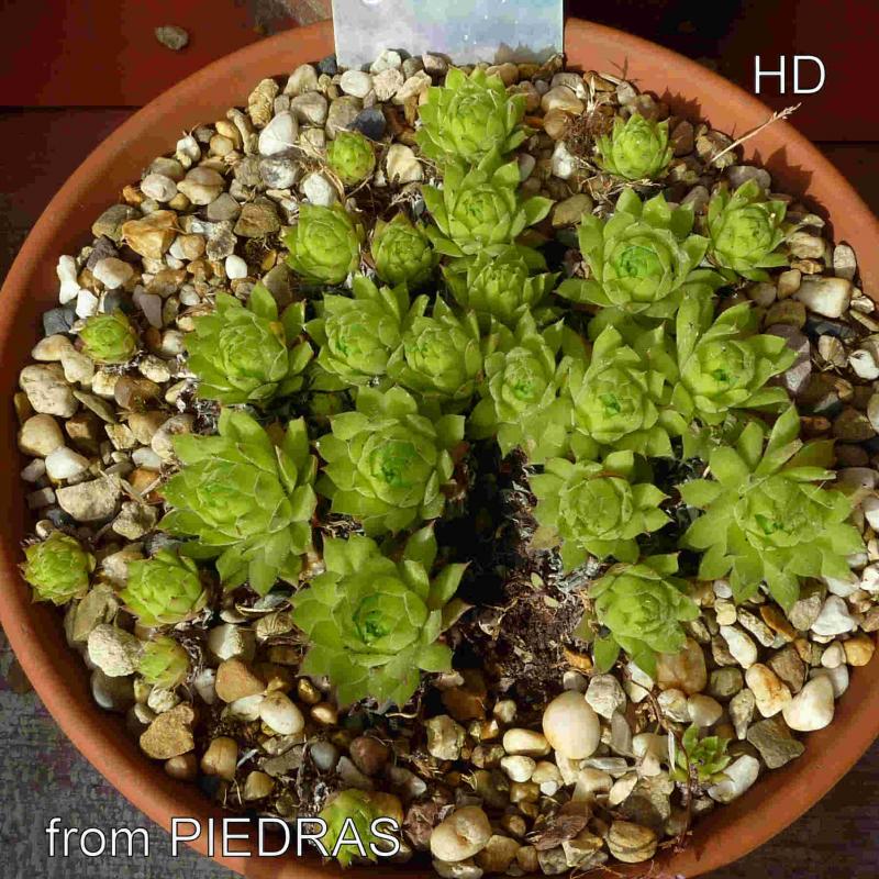 cantabricum ssp. cantabricum from Piedrasluengas