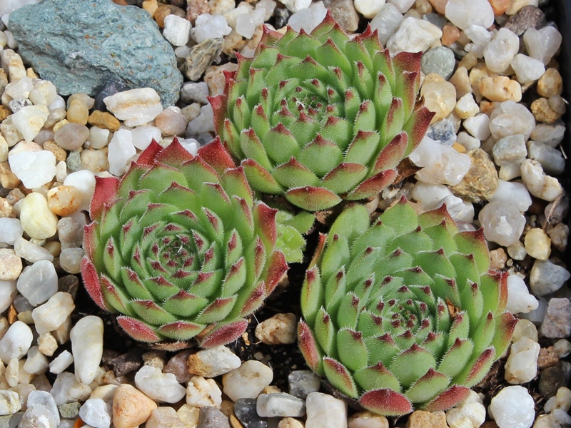 montanum x S. pittonii