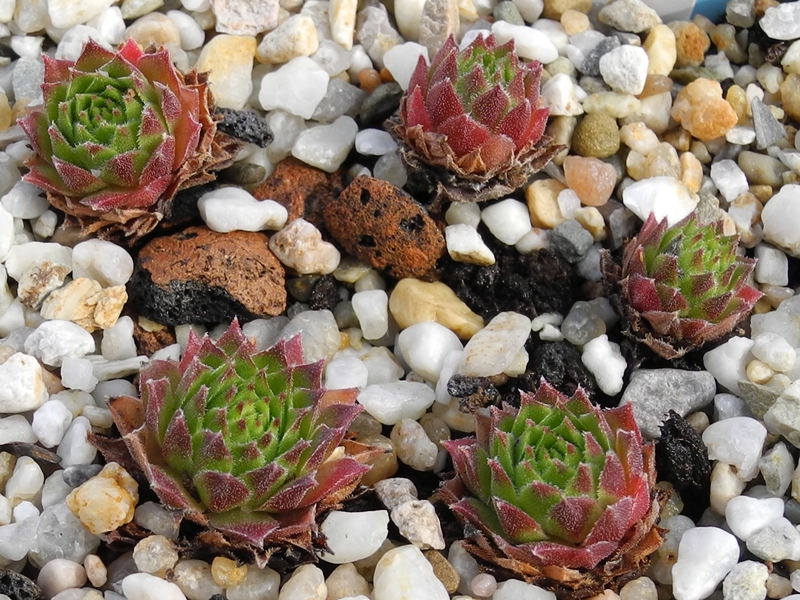 montanum x S. tectorum from Col du Tourmalet (unterhalb)