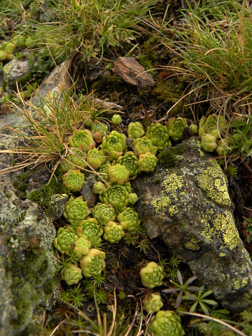 montanum x S. tectorum from Col du Tourmalet (unterhalb)