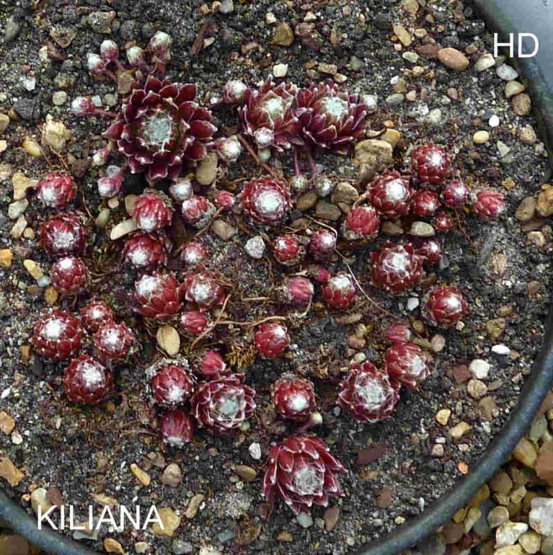 Kiliana