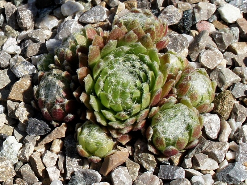 Kiliana