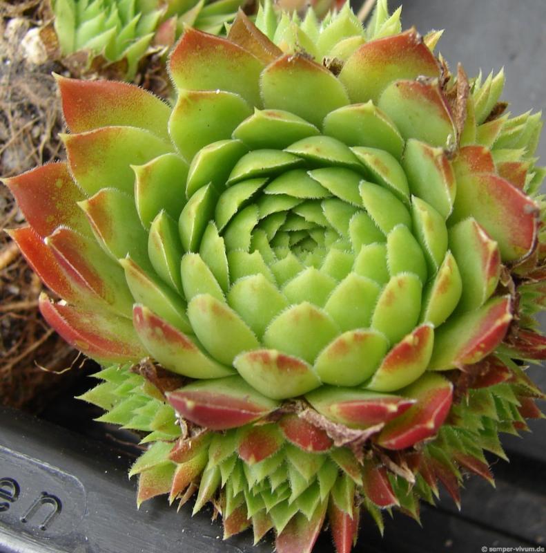 nixonii (xkwediana) x S. heuffelii