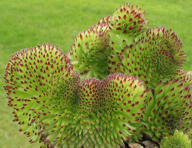 ciliosum ssp. octopodes (apetalum)