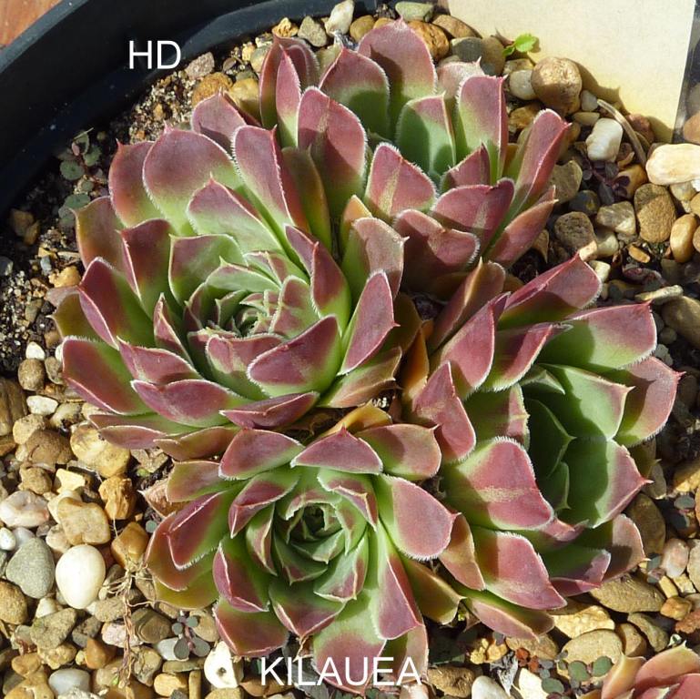 Kilauea / Jovi