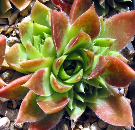 heuffelii from Pelister