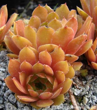 glabrifolium aff. from Macka (Typ PH1113)