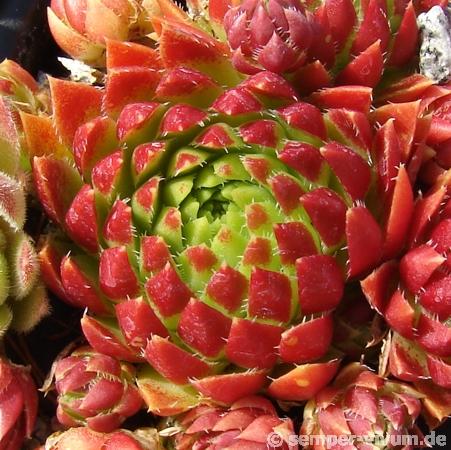 globiferum ssp. hirtum from Pusté sedlo Machnaté Typ B
