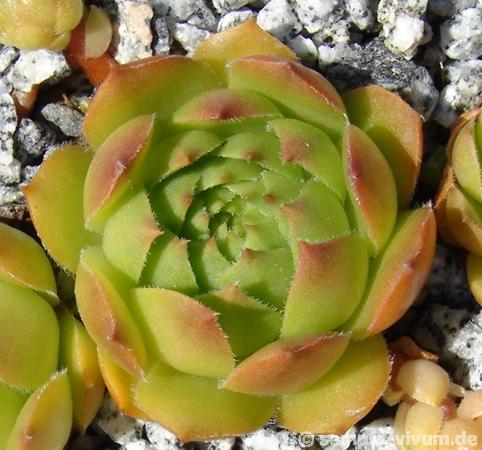 glabrifolium cf. from Mt. Aragac (Typ PH1308)