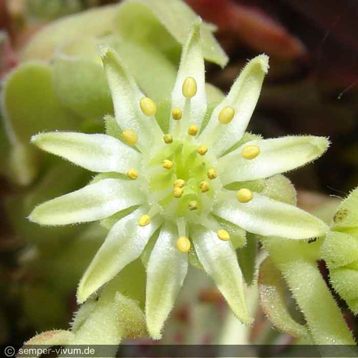 feigeanum from Rize (PH1318)
