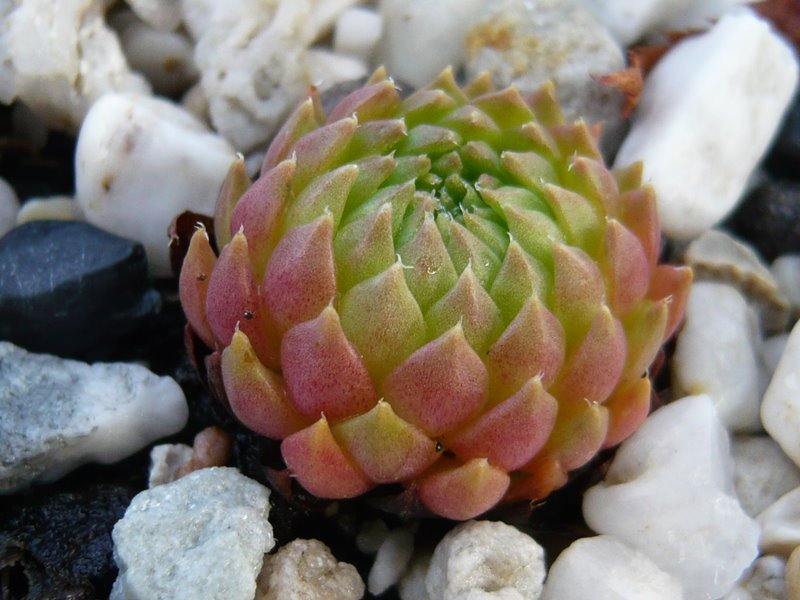 pumilum from Elbruz