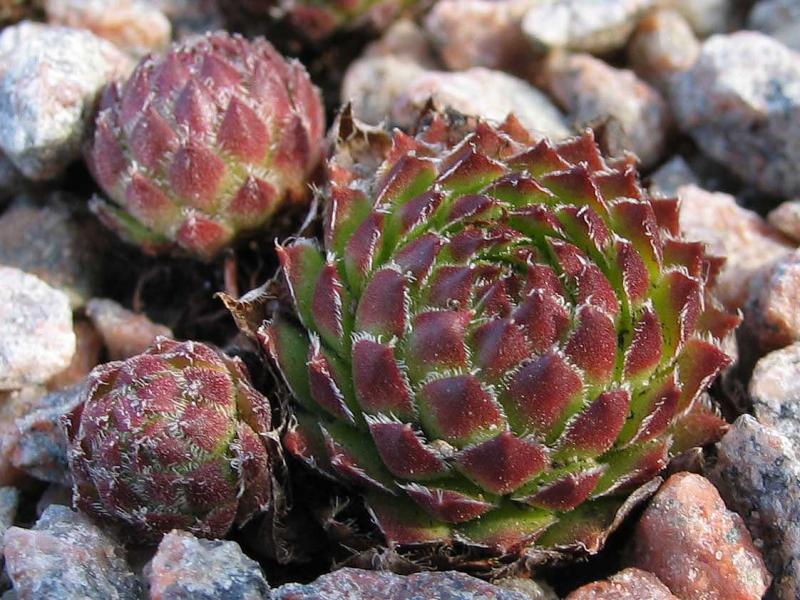 pumilum x S. ingwersenii