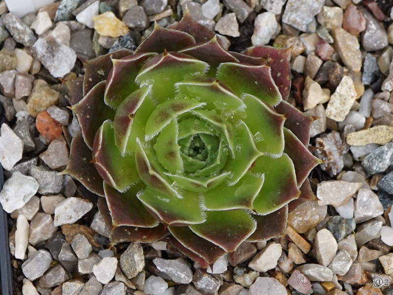Kometenschweif / Jovi