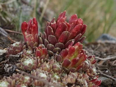 Rostpilz