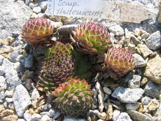 ruthenicum