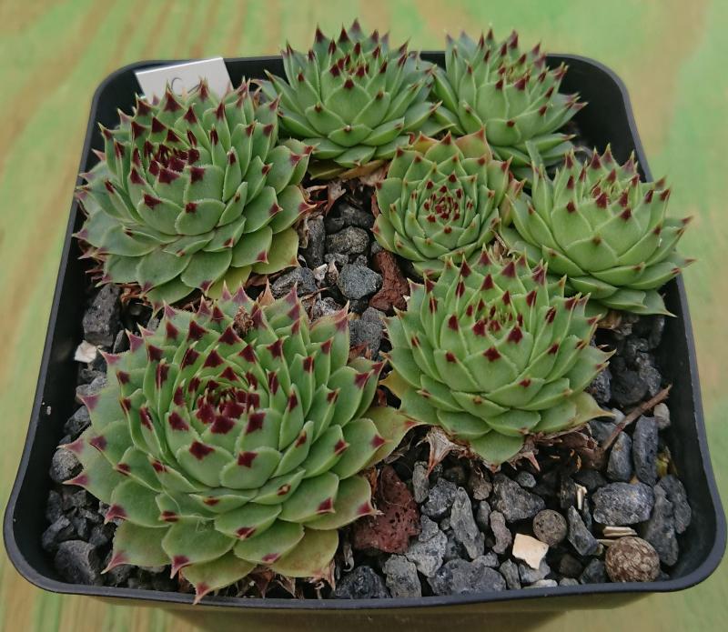 calcareum