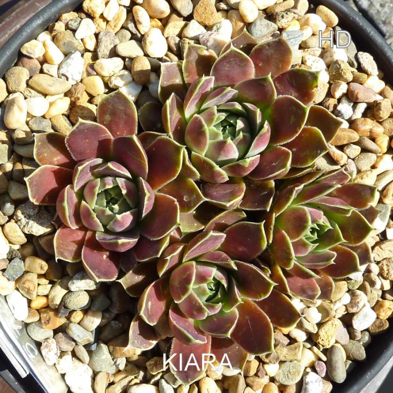 Kiara / Jovi