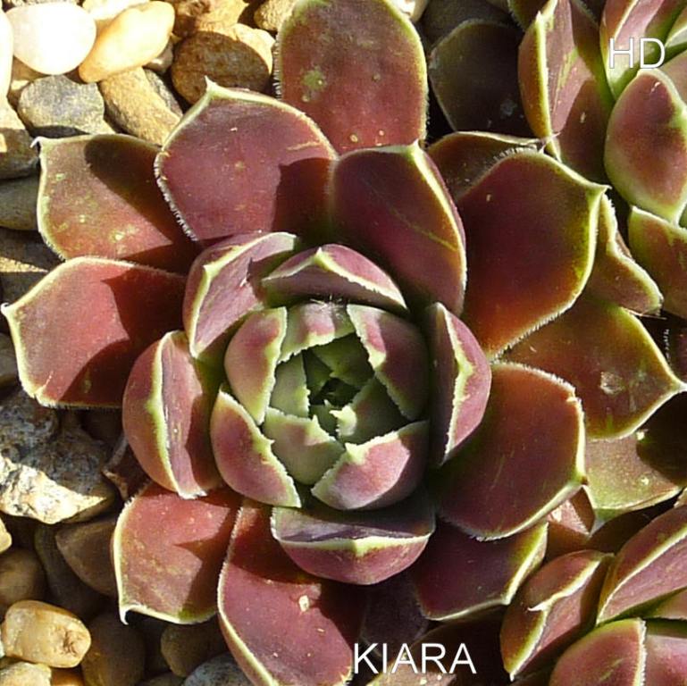Kiara / Jovi