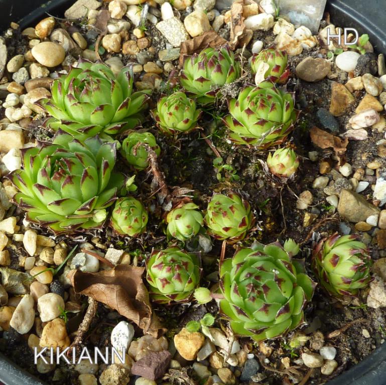 Kikiann