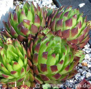 globiferum ssp. hirtum from Falere