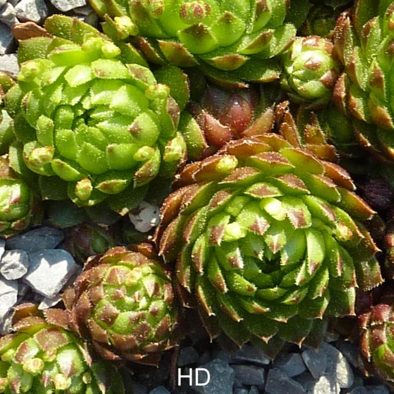 globiferum ssp. globiferum from Speiereck