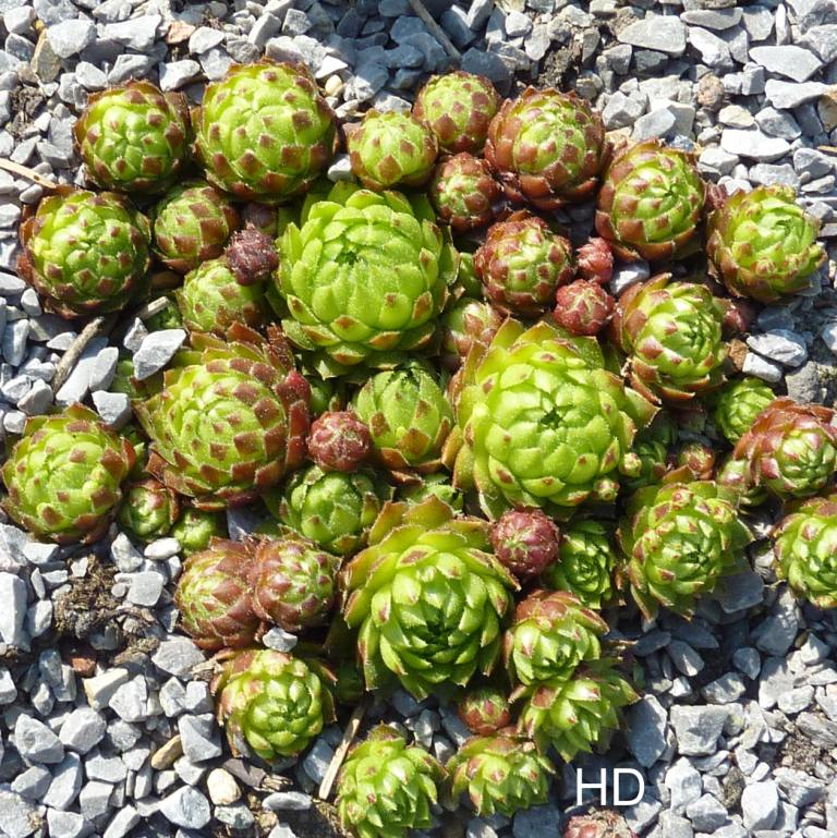 globiferum ssp. globiferum from Svaty Jan pod Skalou