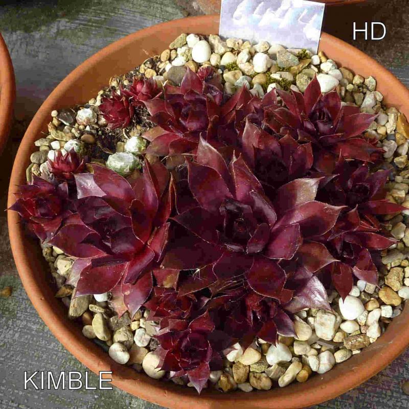 Kimble
