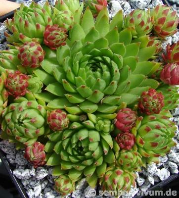 globiferum ssp. hirtum (tatrensis) from Jastrabska Skala