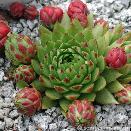 globiferum ssp. hirtum (tatrensis) from Jastrabska Skala