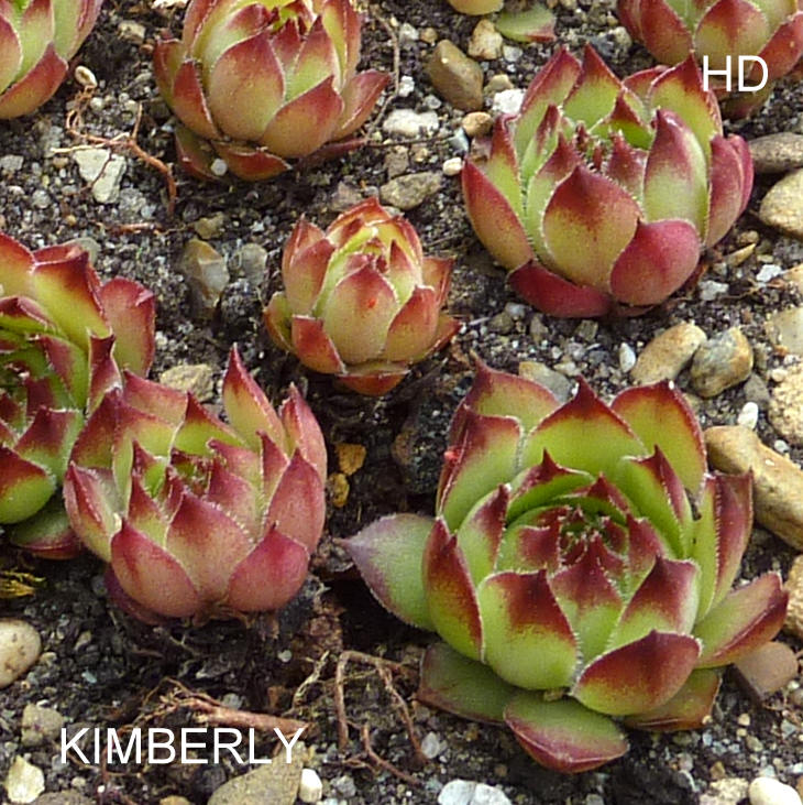 Kimberly