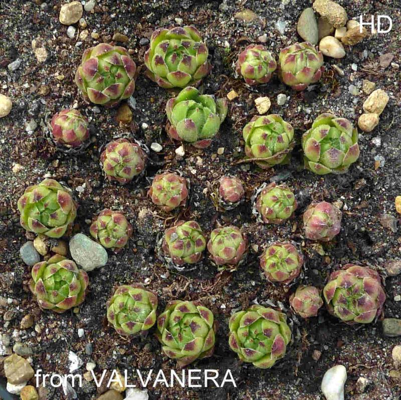 cantabricum ssp. urbionense from Valvanera