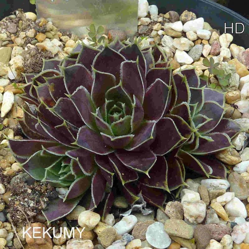 Kekumy / Jovi